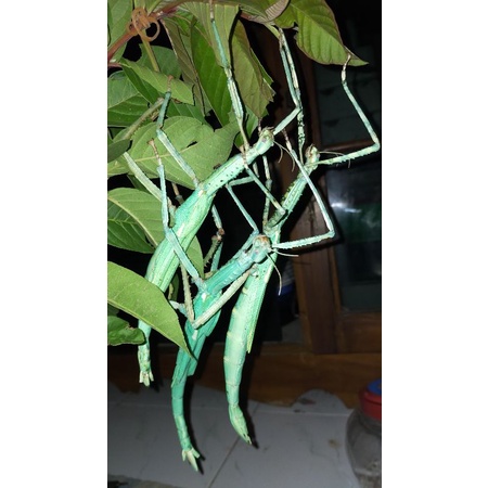 Belalang Tongkat Raksasa/ Eurycnema Goliath (TELUR & ANAKAN) dikirim sesuai request pembeli