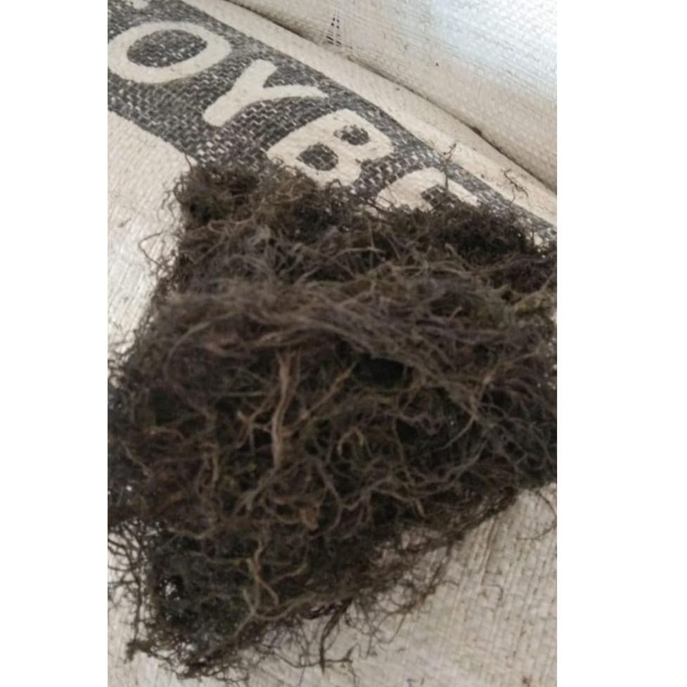 

Ready Stock - Rumput Laut Gracilaria - Kering Kadar Air 15 s/d 16 % (1kg) ®