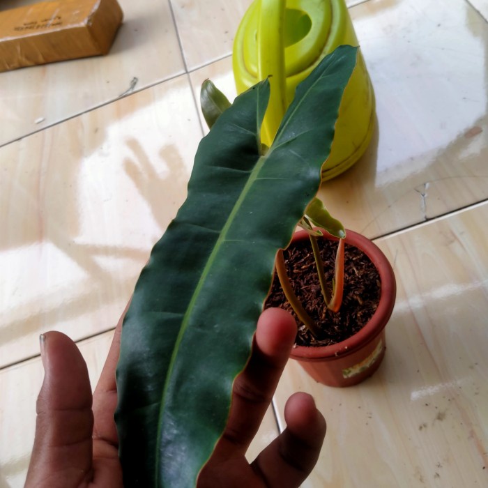 Hiasan Philodendron Kabel Busi - Philodendron Billitiae X Attabaponse - Kabel
