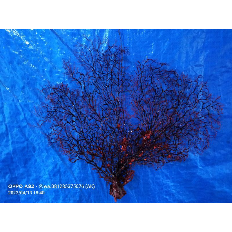 POHON AKAR BAHAR MERAH KRISTAL DEKORASI RUMAH ASLI ORIGINAL ALAM