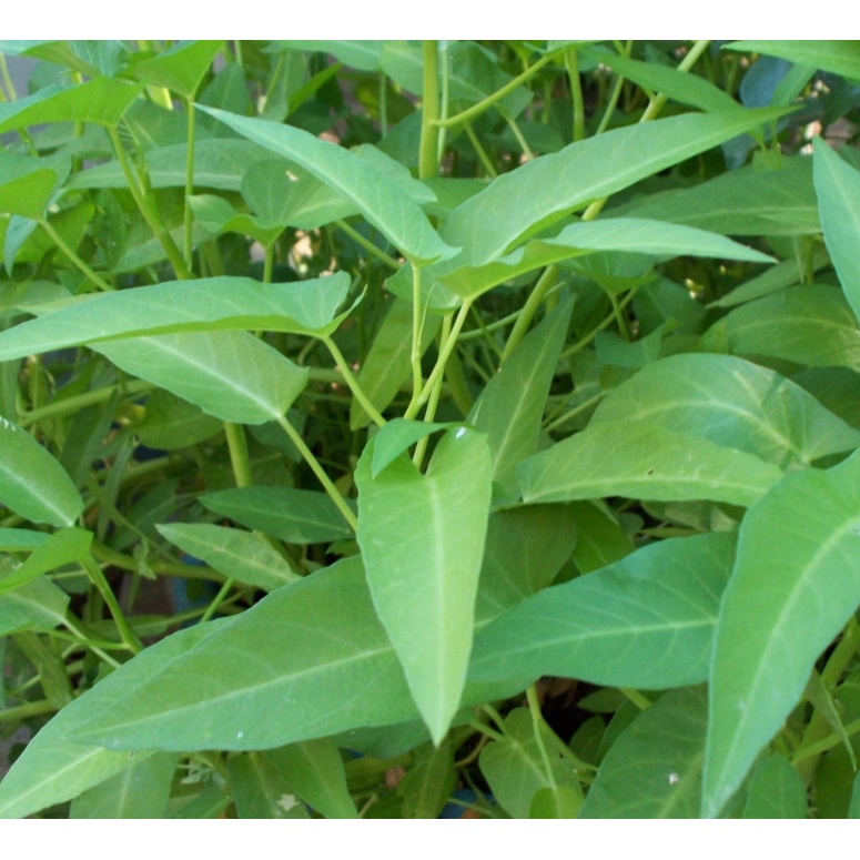 Benih Seribuan - 250 Bibit Sayuran Kangkung Daun Lebar Unggul