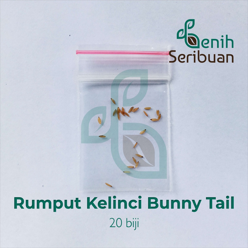 Benih Seribuan - 20 Bibit Bunga Bunny Tail Rumput Ekor Kelinci Unggul