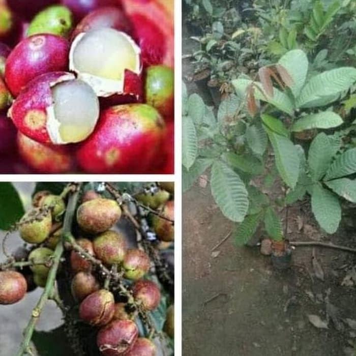 Bibit Buah Matoa Merah Asli Papua / Bibit Tanaman Matoa Merah 00222