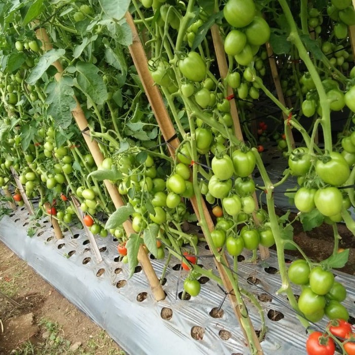 Benih Tomat Latansa - Bibit Tanaman Tomat Buah Lebat - Biji Sayur Tavi GGGG