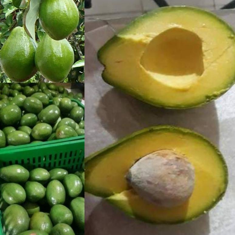 

66 ALPUKAT MENTEGA 1kg isi 3/4 buah alpuket alpokat hlazr