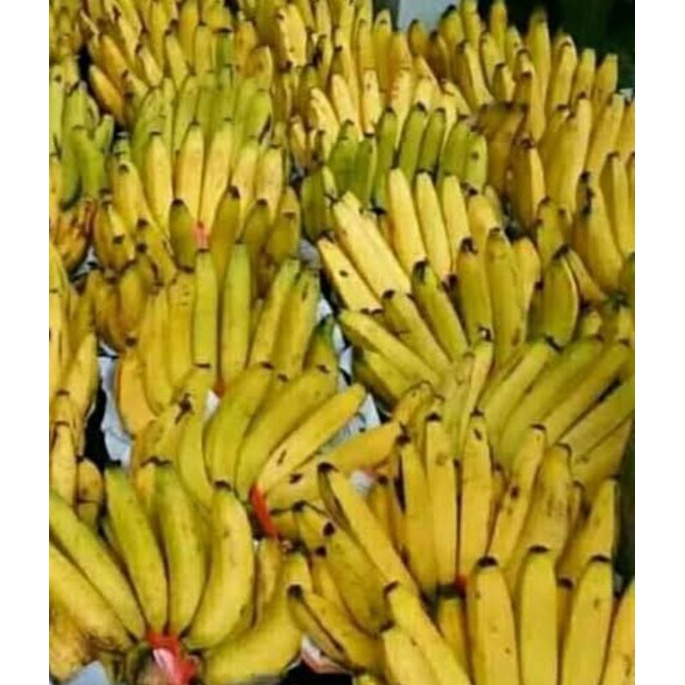 pisang ambon 1 sisir