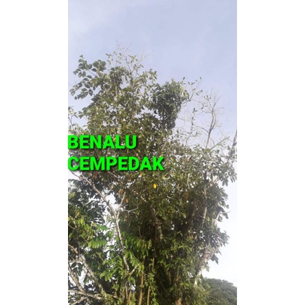 

DAUN BENALU CEMPEDAK KERING 500 GRAM