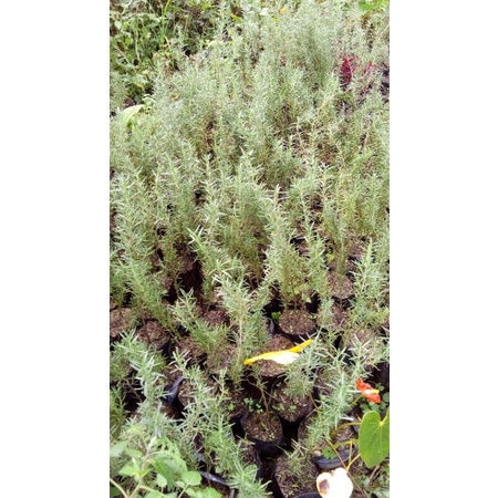 tanaman rosemarry 1 poly bag