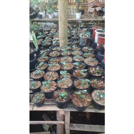 Anthurium silver x forgetii