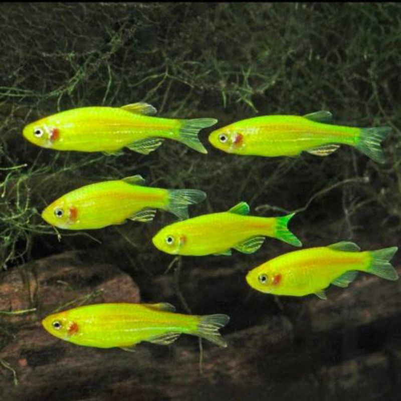 Aksessoris Hiasan Aquascape - Green Danio Glofish