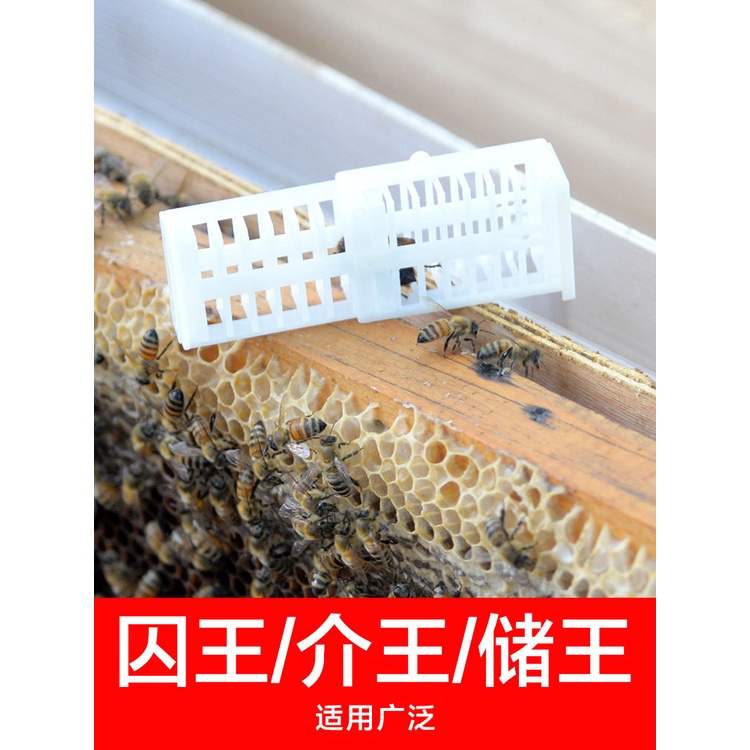 Terlaris Ratu Lebah Melifera/Cerana Kandang Penjara Perlebahan, Alat Budidaya Lebah Madu Bersengat