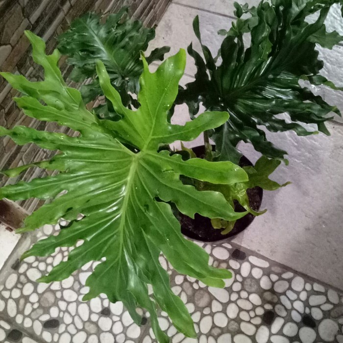 Hiasan Tanaman Hias Philodendron Selloum/ Philo Jari Sudah Besar Dan Rimbun