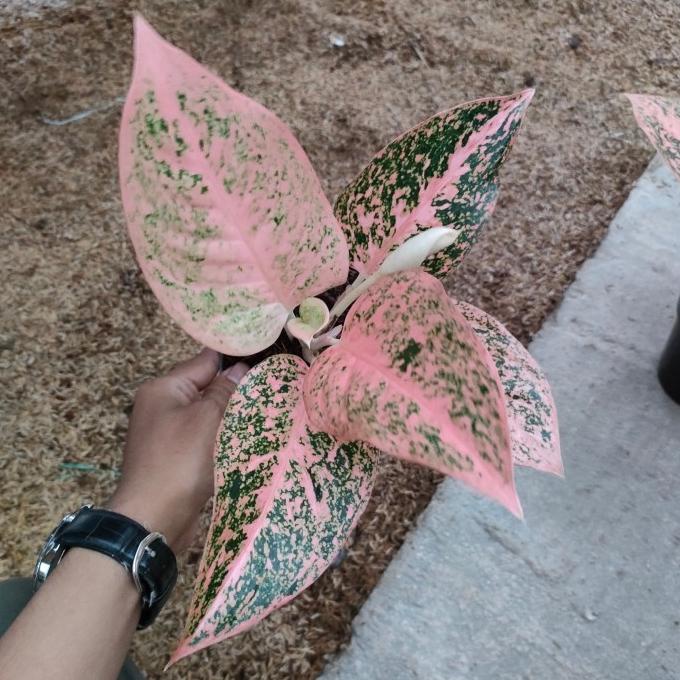 Aglonema Stardust orange