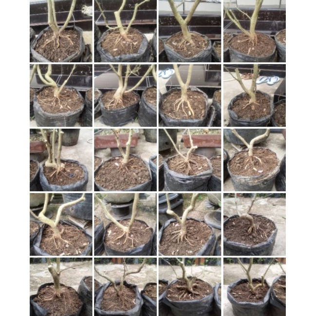 saeng simbur vietnam bunga ungu
