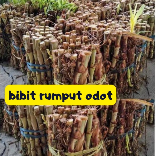 Bibit Rumput Odod Kualitas Terbaik Untuk pakan ternak