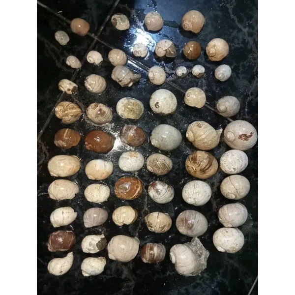 keong buntet