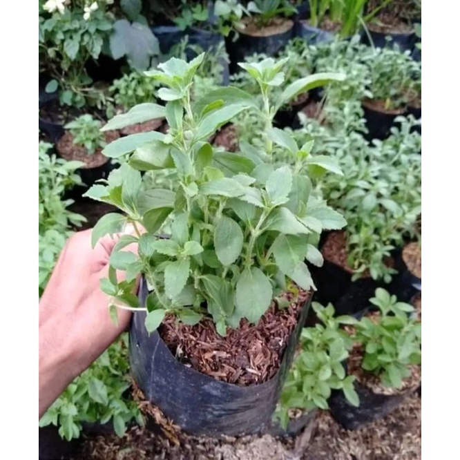 tanaman stevia pengganti gula/bibit tanaman stevia