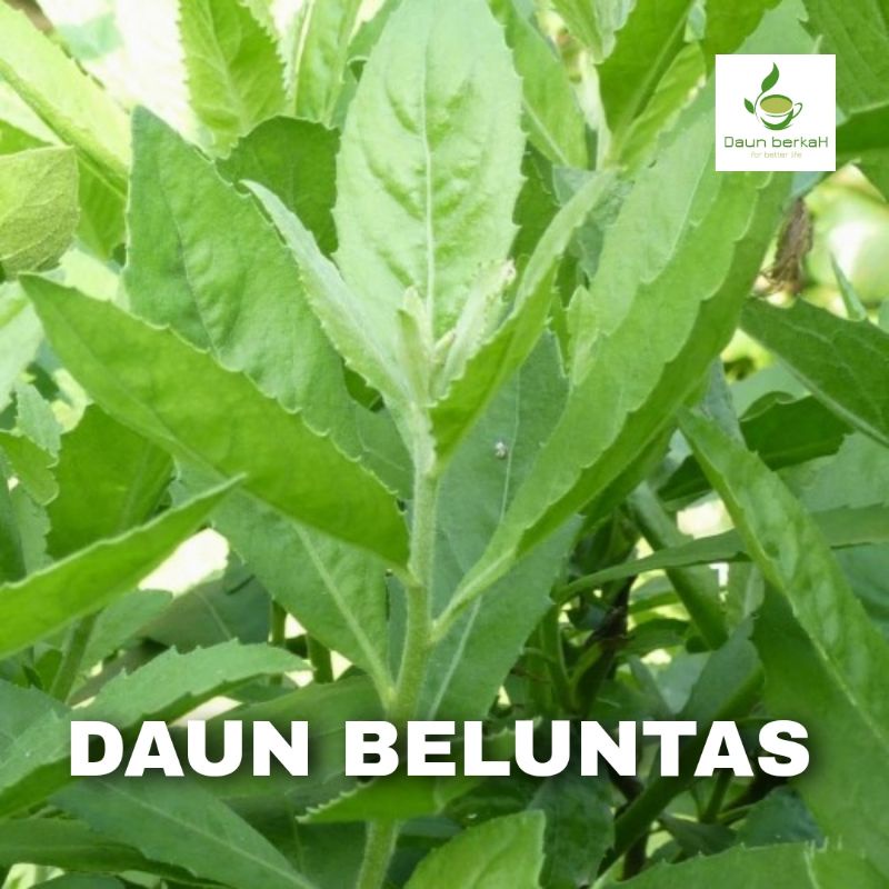 

DAUN BELUNTAS SEGAR SIAP PETIK