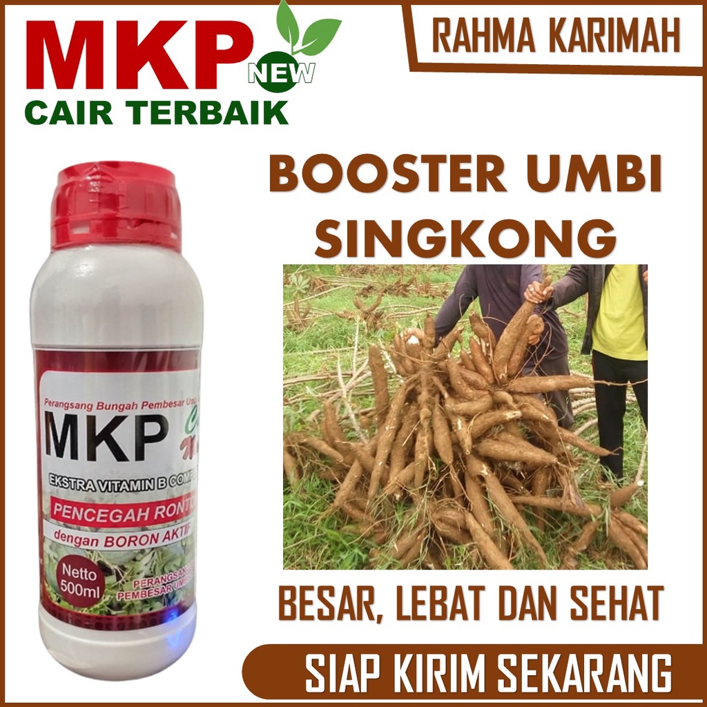 500 ML MKP Cair New Pembesar Umbi Singkong Terbaik – Pupuk Singkong Organik – Obat Pembesar Singkong