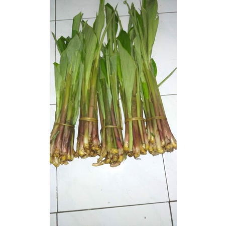 

Sayur DAUN BOROS SEGAR perikat