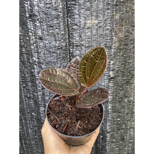 Piper red sp ( rawatan )