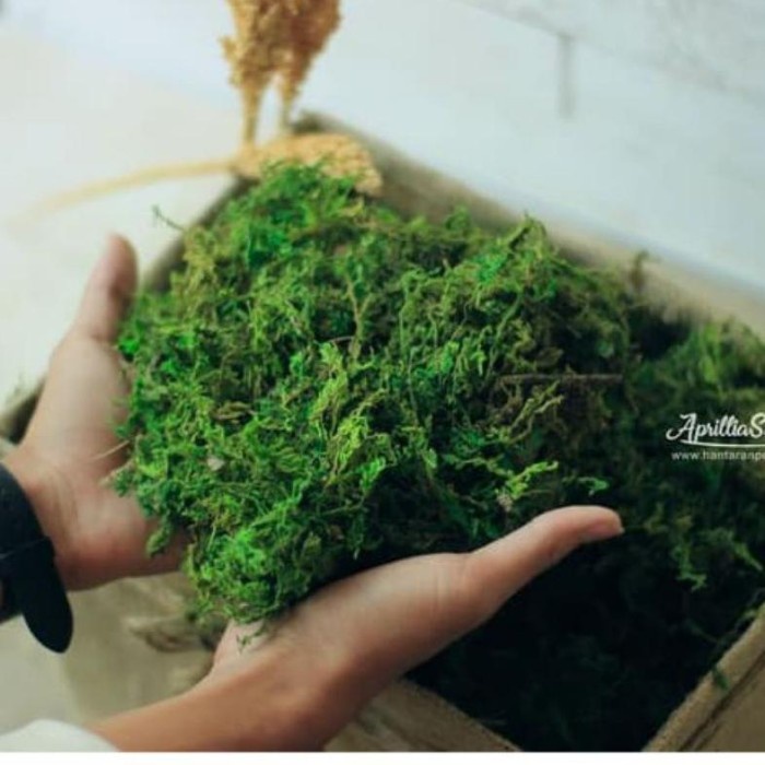 Her Lumut Kering 1 Kg / Green Moss / Rumput Kering Sintetis / Dekorasi