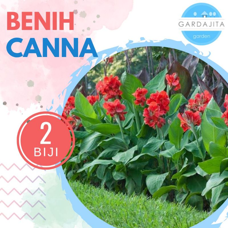 Bunga CANNA LILY MERAH [isi-2] Benih Biji Canna Lily