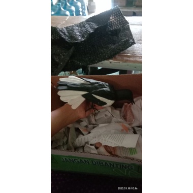 jontrot burung Kacer sayap terbuka