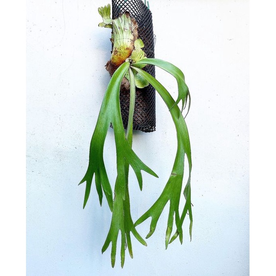 platycerium willinckii | tanduk rusa