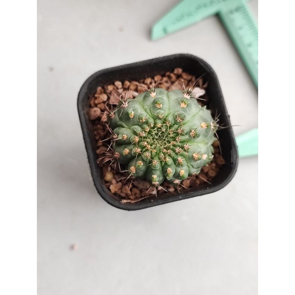 Kaktus Gymno Gymnocalycium Baldianum