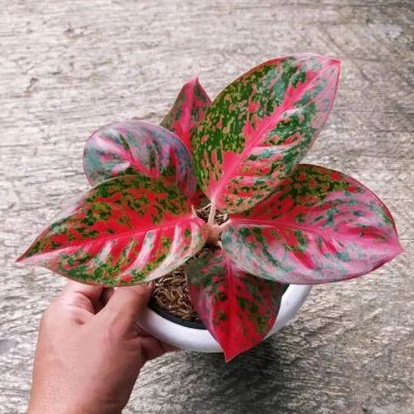 Aglonema Super Red Stardust Remaja Daun 5-6-7-8++