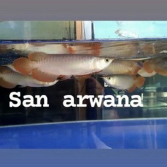 hiasan akuarium pajangan ikan arowana super red chili + serti