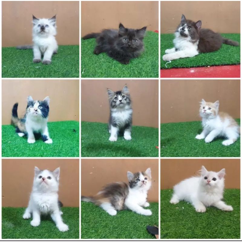 Jual Anak Kucing Anakan Kitten Domestik
