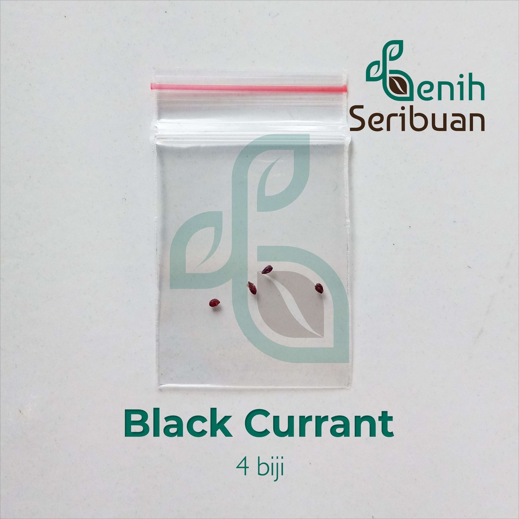 Benih Seribuan - 4 Bibit Buah Blackcurrant Unggul