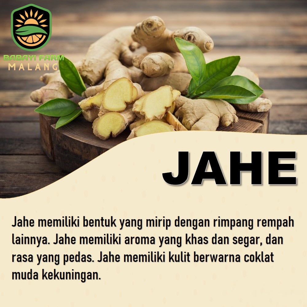 

Jahe 250 500 gr / 1 kg