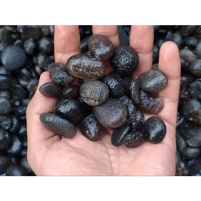 BAHAN BATU AKIK SOLAR MUARO BUNGO JAMBI