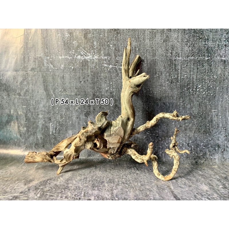 Kayu Santigi Laut Aquascape