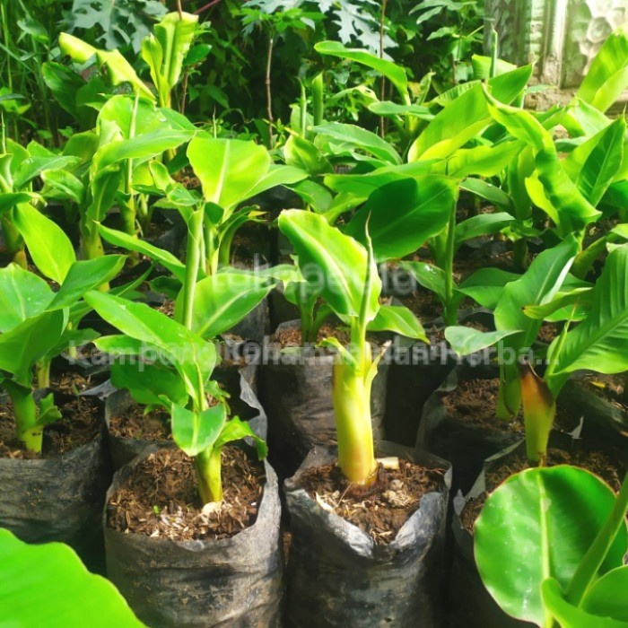 Jual Paket Bibit Pohon Pisang Raja Bawen Nangka Ambon Shopee Indonesia