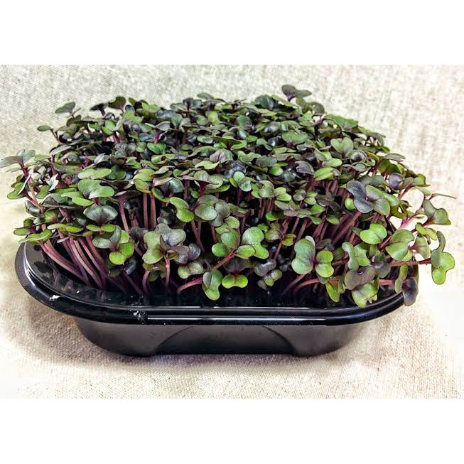 Benih Seribuan - 230 Bibit Microgreen Red Choy Organik Unggul