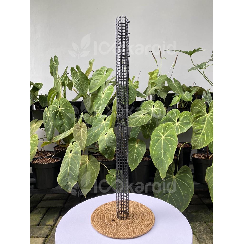 Turus Tanaman Hias Jaring Plastik HDPE | Lookaroid