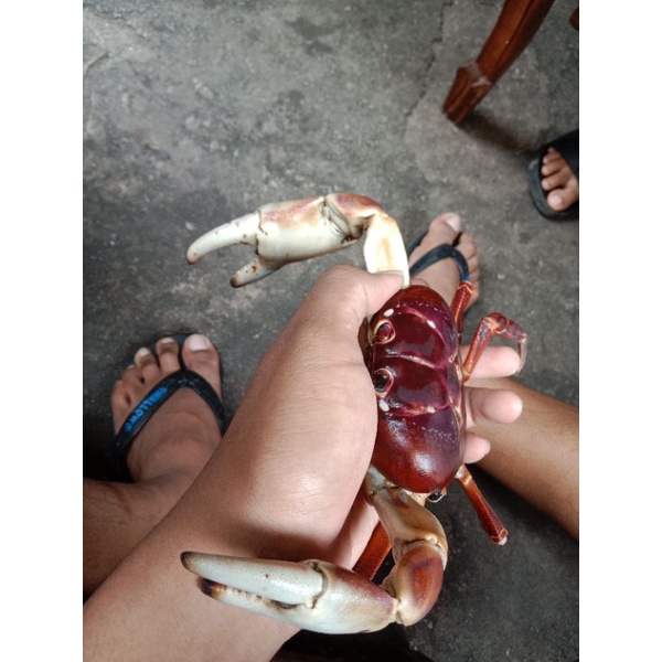 

mainan kepiting darat jenis lalandi