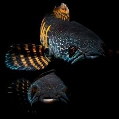 CHANNA AURANTI UK 10CM - 25 CM IKAN ASLI INDIA GRADE A++