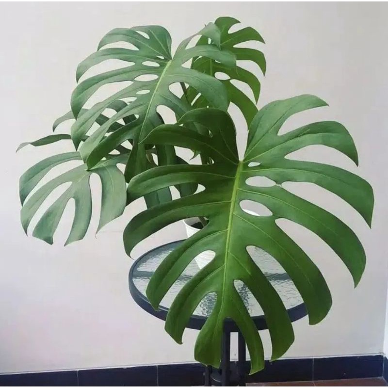 Tanaman Hias Monstera King ( Asli) 3 Daun