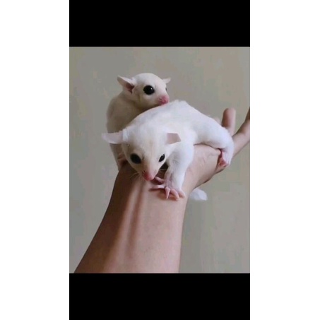 Sugar Glider Joey Leucistic