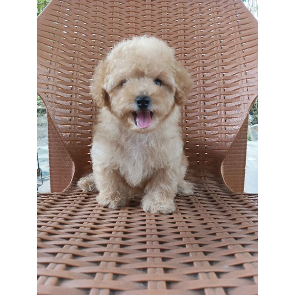 Apricot Poodle Jantan Vaksin