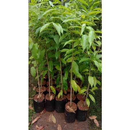 Bibit Gaharu Asli // Gaharu Malacensis ukuran -+60 cm // Bibit Gaharu Malacensis