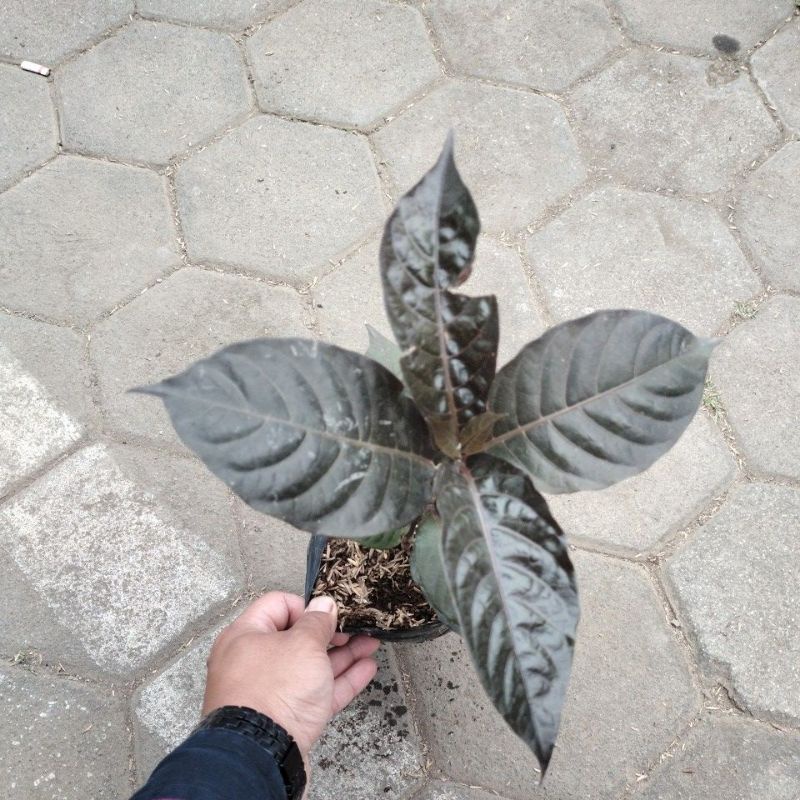 tanaman herbal daun ungu