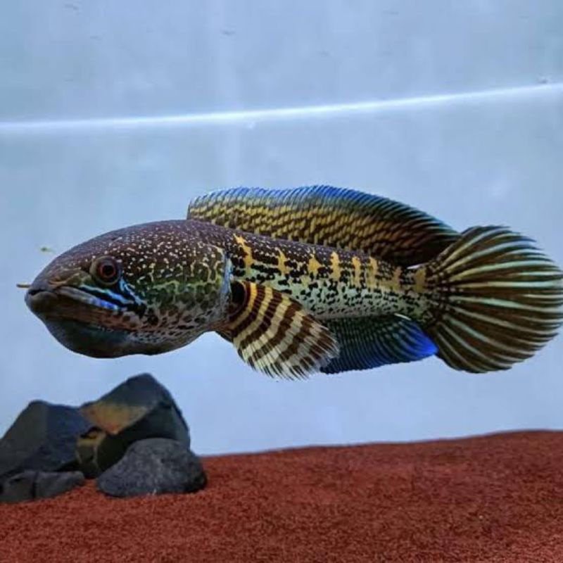

ikan chana acak beli 2 gratis 3 yang beruntung dapat ikan auranti besar