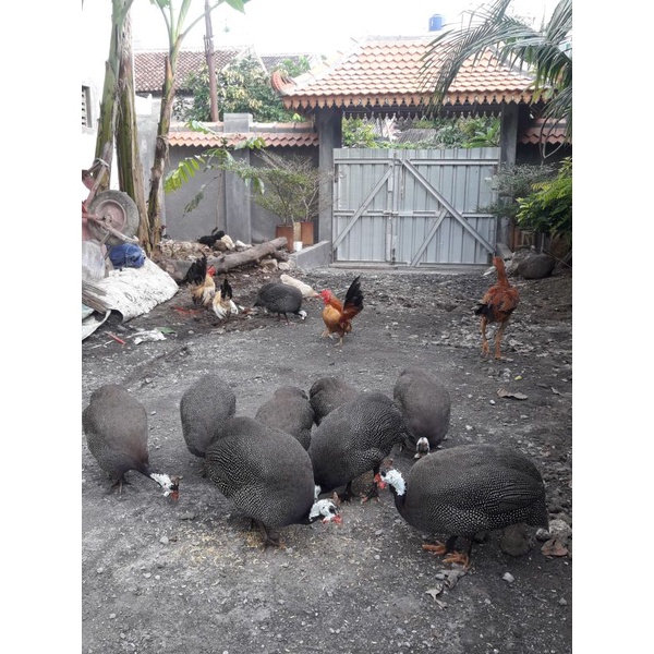 Ayam hias/ayam mutiara