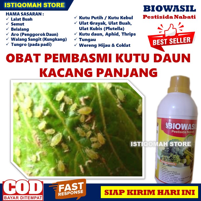 Obat Hama Kutu Daun Tanaman Kacang Panjang BIOWASIL 500ML Pestisida Nabati Obat Semprot Hama Kutu Daun Aphid Thrips Kutu Putih Kutu Kebul Pada Tanaman Kacang Panjang yang Bagus dan Manjur TERLARIS MURAH Bisa COD Bayar di Rumah